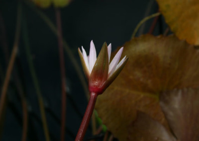 Nymphaea minuta