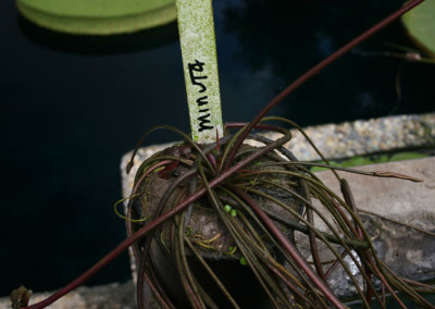 Nymphaea minuta