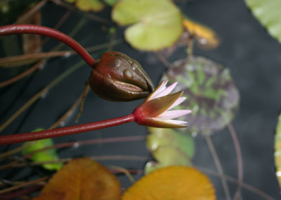 Nymphaea minuta