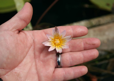 Nymphaea minuta