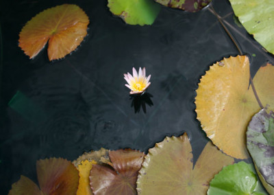 Nymphaea minuta