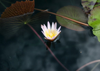 Nymphaea minuta