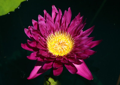 Nymphaea 'Bull's Eye'