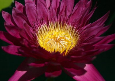 Nymphaea 'Bull's Eye'