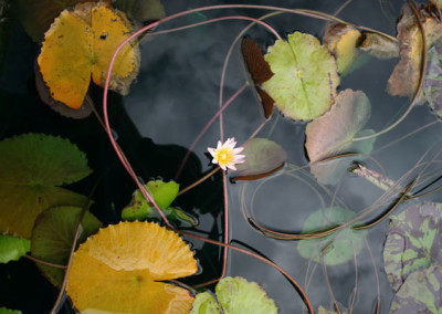 Nymphaea minuta