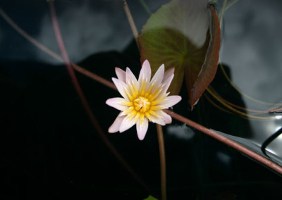 Nymphaea minuta