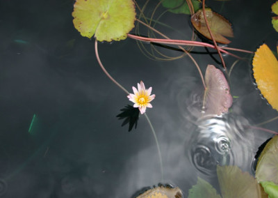 Nymphaea minuta