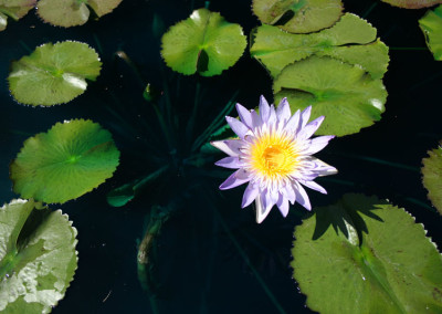 Nymphaea 'Blue Anemone'