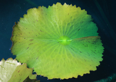 Nymphaea 'Blue Anemone'