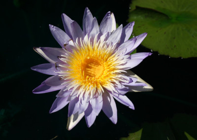 Nymphaea 'Blue Anemone'