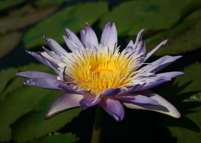 Nymphaea 'Blue Anemone'