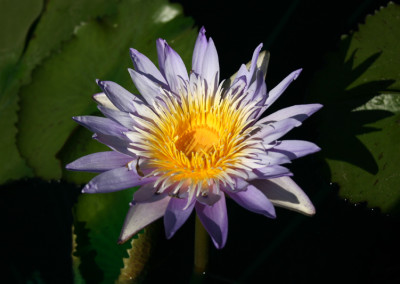 Nymphaea 'Blue Anemone'