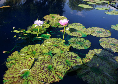 Nymphaea 'Blue Boy'