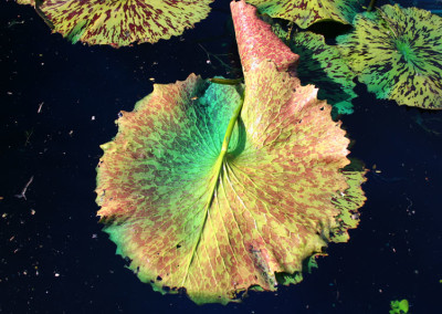 Nymphaea 'Blue Boy'