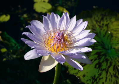 Nymphaea ‘Blue Boy’