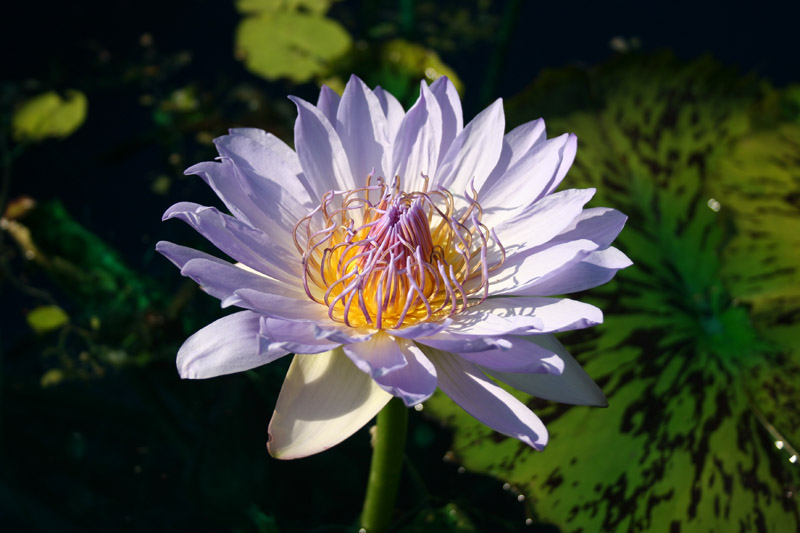 Nymphaea ‘Blue Boy’