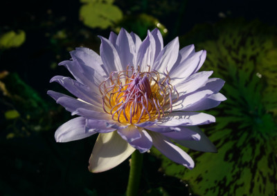 Nymphaea 'Blue Boy'