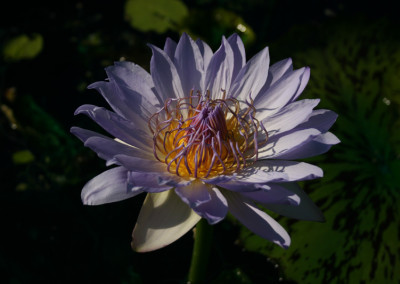 Nymphaea 'Blue Boy'