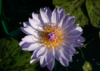 Nymphaea 'Blue Boy'