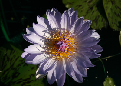 Nymphaea 'Blue Boy'