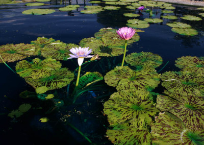 Nymphaea 'Blue Boy'