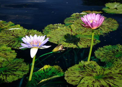 Nymphaea 'Blue Boy'