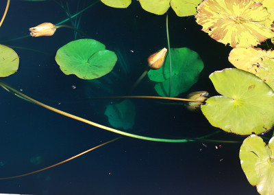 Nymphaea prolifera Wiersema (Hydrocallis)