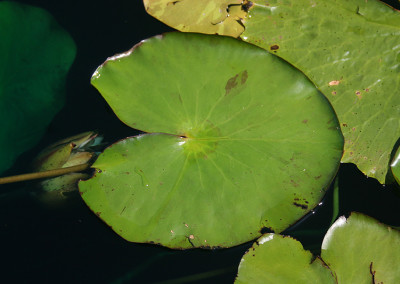 Nymphaea prolifera Wiersema (Hydrocallis)