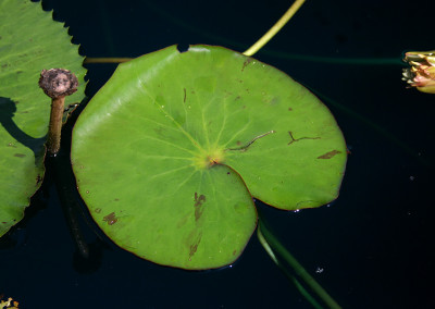 Nymphaea prolifera Wiersema (Hydrocallis)