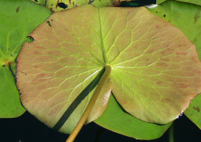 Nymphaea prolifera Wiersema (Hydrocallis)