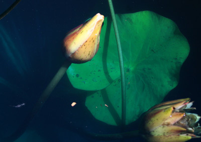 Nymphaea prolifera Wiersema (Hydrocallis)