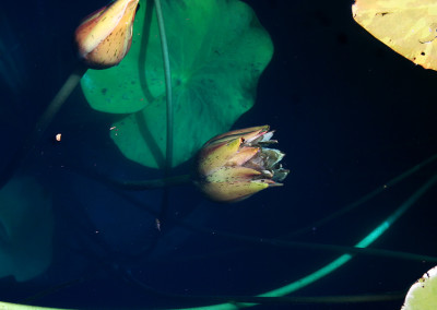 Nymphaea prolifera Wiersema (Hydrocallis)