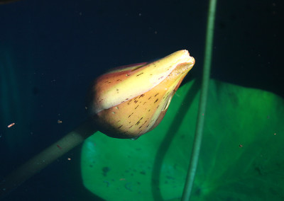 Nymphaea prolifera Wiersema (Hydrocallis)