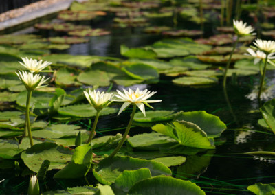 Nymphaea 'Ineta Ruth'