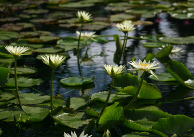 Nymphaea 'Ineta Ruth'