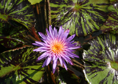 Nymphaea 'Foxfire'