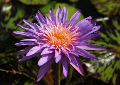 Nymphaea 'Foxfire'