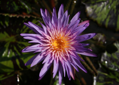 Nymphaea 'Foxfire'