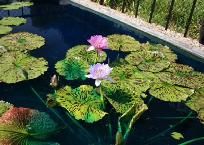 Nymphaea 'Blue Boy'