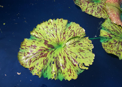 Nymphaea 'Blue Boy'