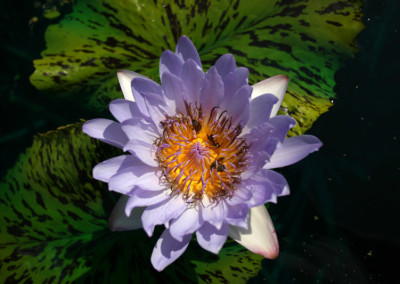 Nymphaea 'Blue Boy'