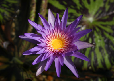 Nymphaea 'Foxfire'