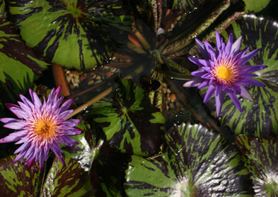 Nymphaea 'Foxfire'