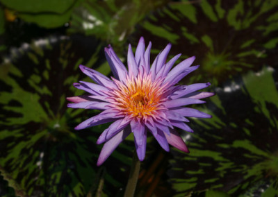 Nymphaea 'Foxfire'