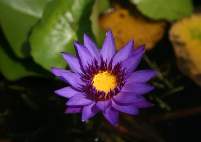 Nymphaea 'Director George T. Moore'