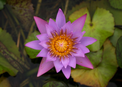 Nymphaea 'Debbie Ann'