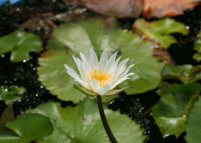 Nymphaea ampla (Salisbury) de Candolle