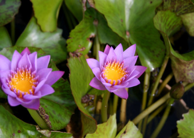 Nymphaea 'Debbie Ann'