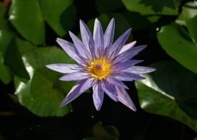 Nymphaea 'Islamorada'