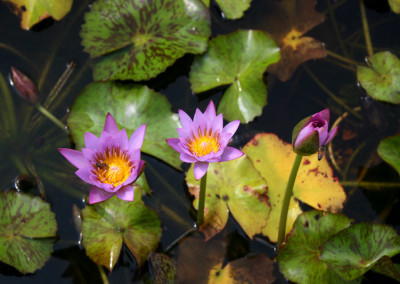 Nymphaea 'Debbie Ann'